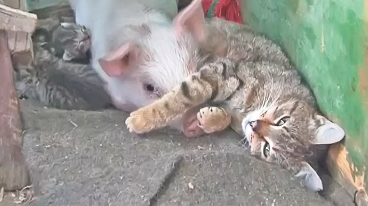 Incredibil! O pisică mărinimoasă a adoptat un guiţător orfan | El e purceluşul care se crede motănel | FOTO