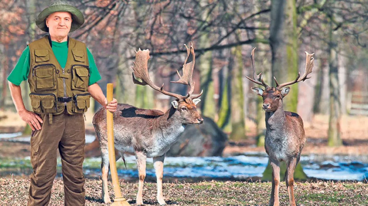 Ministerul Mediului a propus o metodă inedită pentru inventarierea animalelor sălbatice din păduri! Vânătorii vor număra cerbii cu mătura