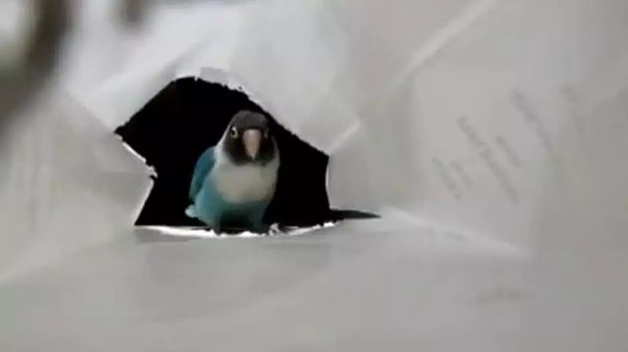 Pare o simplă pasăre, dar uite ce e în stare să facă! Bate la fund orice dansator profesionist! | VIDEO