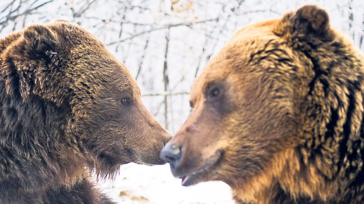 Intrare liberă în rezervația de urși de la Zărnești cu ocazia Zilei Mondiale a Animalelor Sălbatice