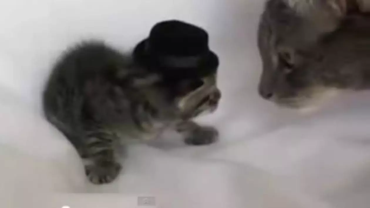 CRUZIME în lume animalelor? Uite CE PĂŢEŞTE o biată PISICUŢĂ! | VIDEO