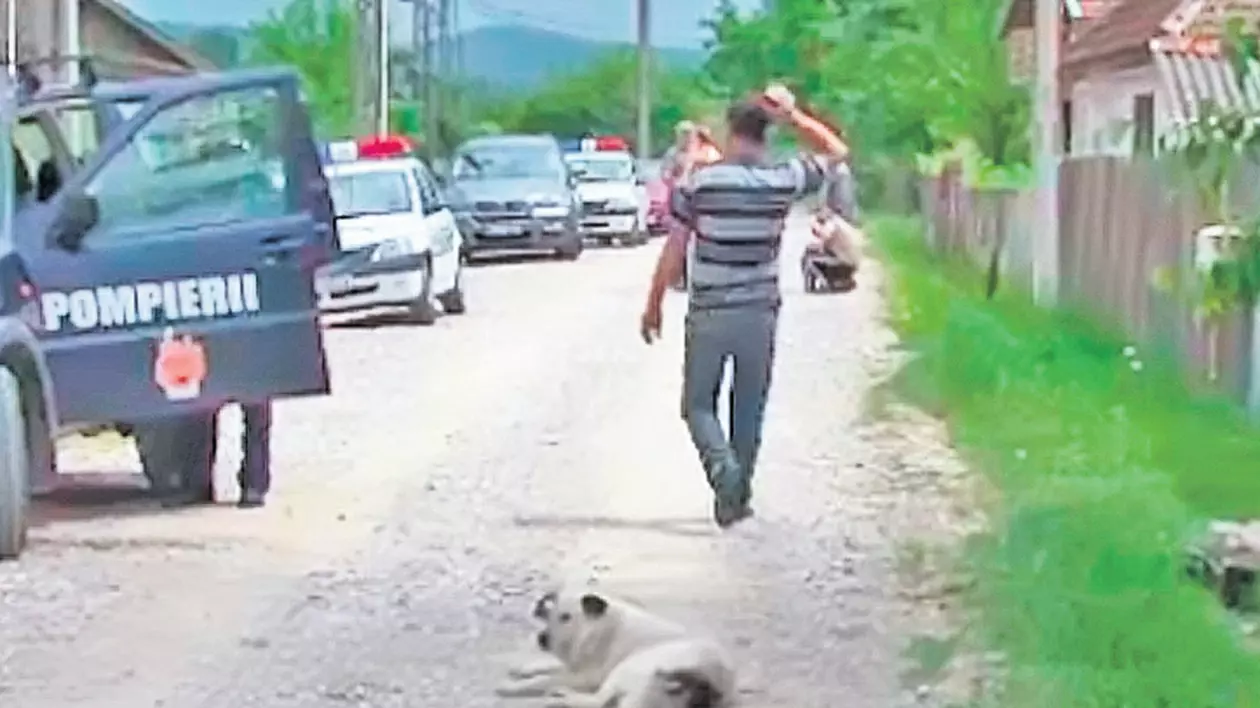 Un câine a zăcut o zi în drum pentru că stăpânul lui s-a sinucis