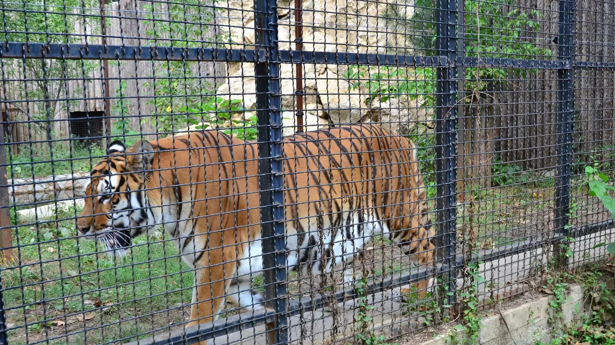 INTRARE GRATUITĂ la ZOO Bucureşti pentru cei care se DEGHIZEAZĂ în tigru