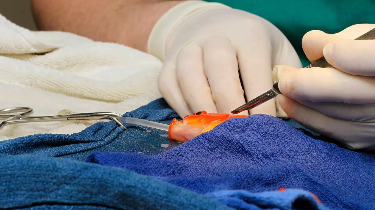 Peştişor auriu operat pentru îndepărtarea unei tumori | FOTO