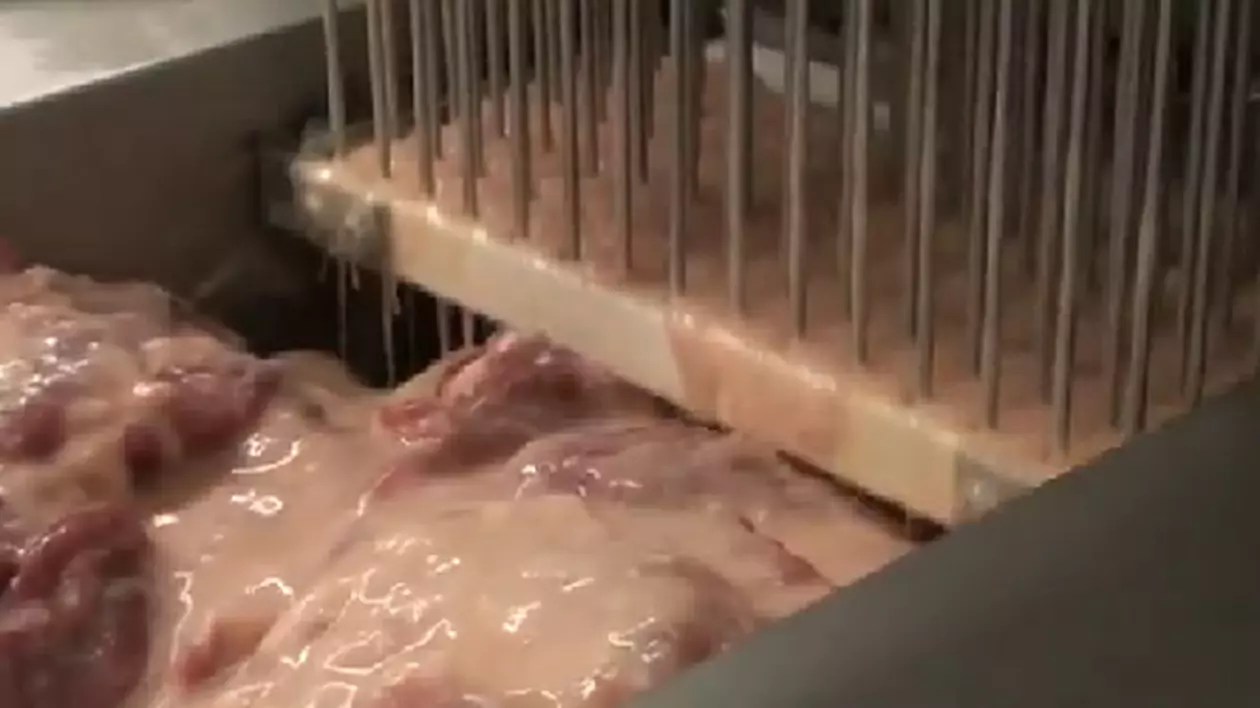 VĂ TEMEŢI de PUII INJECTAŢI? Nu aţi VĂZUT ASTA! Ce MÂNCĂM fără SĂ ŞTIM | VIDEO