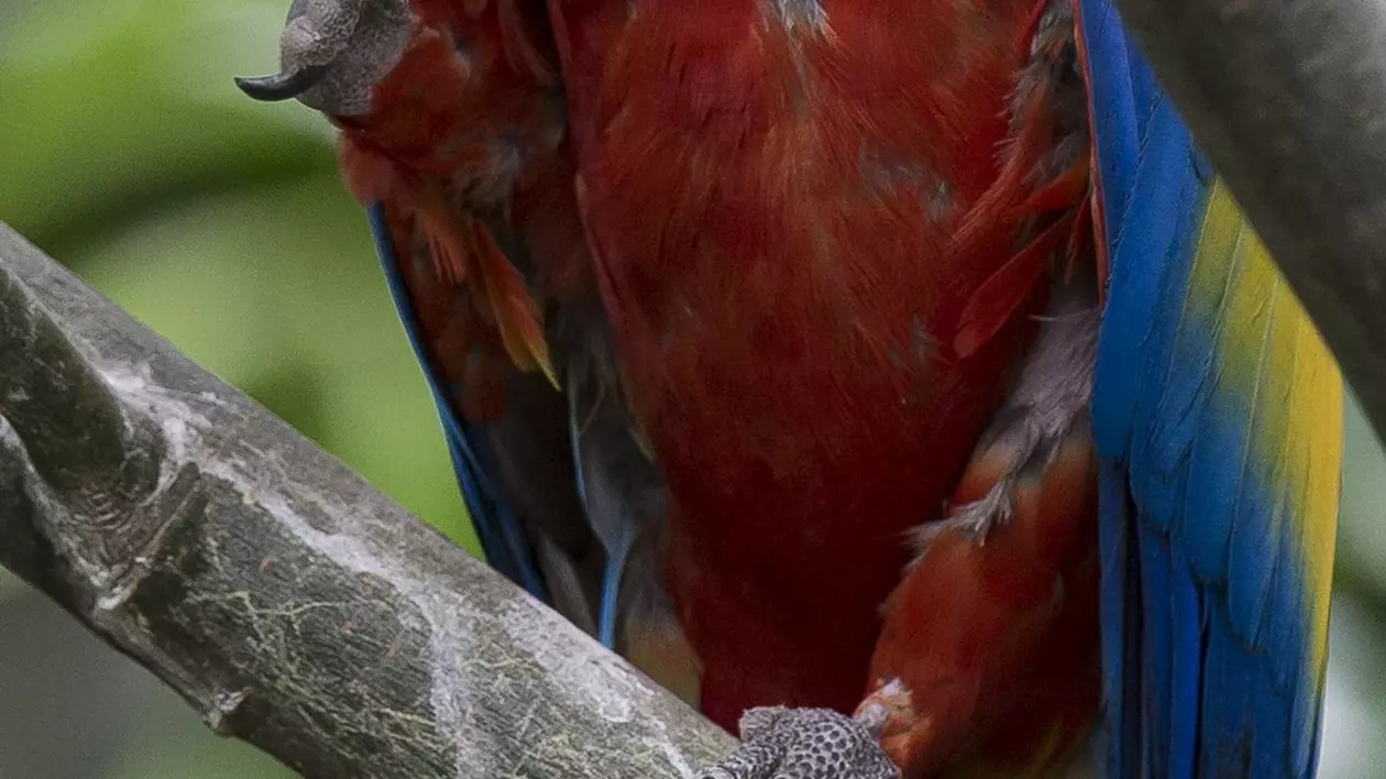 Un papagal care vorbea engleză şi a dispărut în urmă cu patru ani s-a întors acasa vorbind... SPANIOLĂ