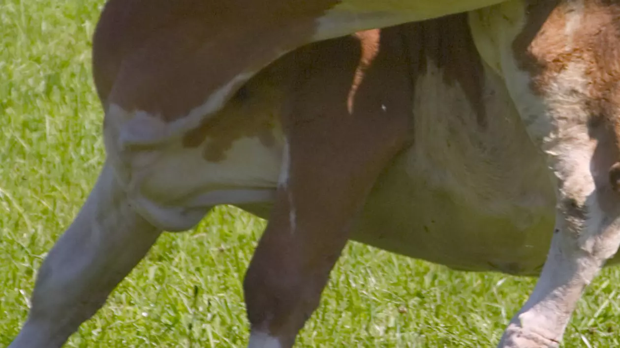 MORI de RÂS! A FURAT 18 BERI, S-A  ÎMBĂTAT PORCEŞTE şi s-a luat la BĂTAIE cu o VACĂ 