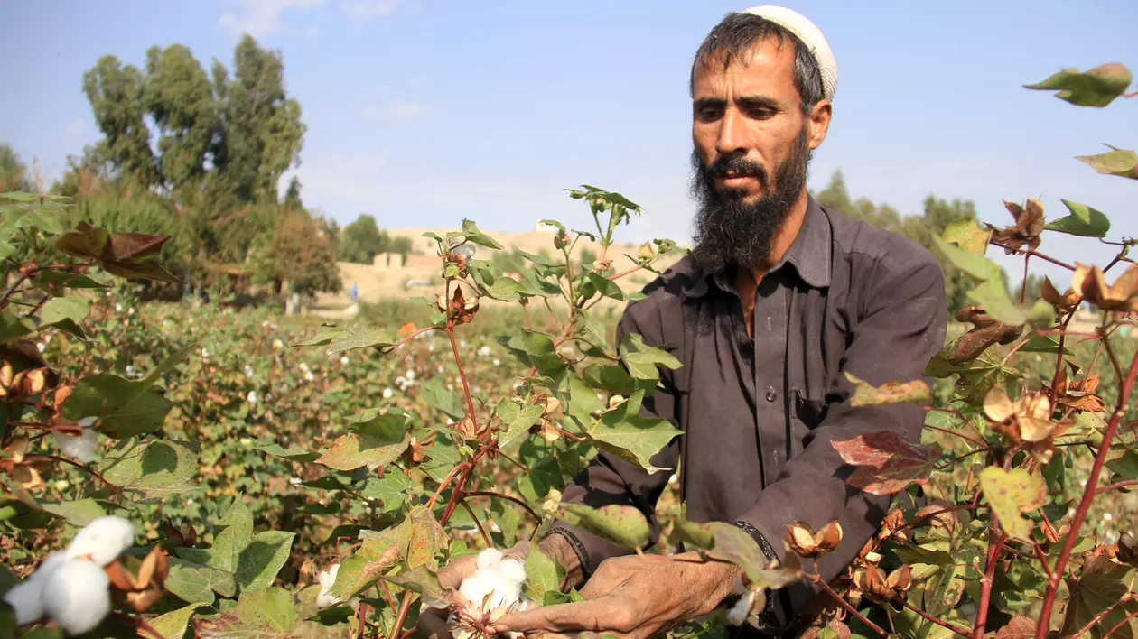 Producția de opium a Afganistanului a depășit recordul de anul trecut 