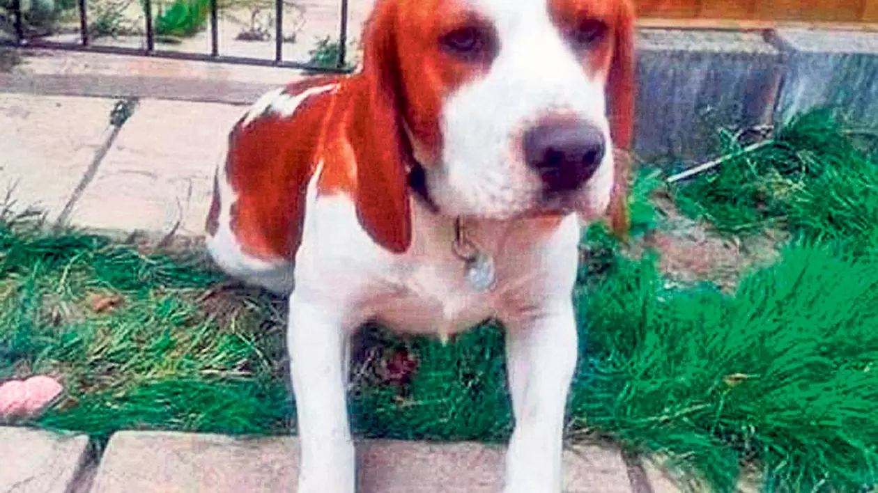 Un căţel din rasa Beagle îşi aşteaptă de şapte luni fratele pierdut la poartă