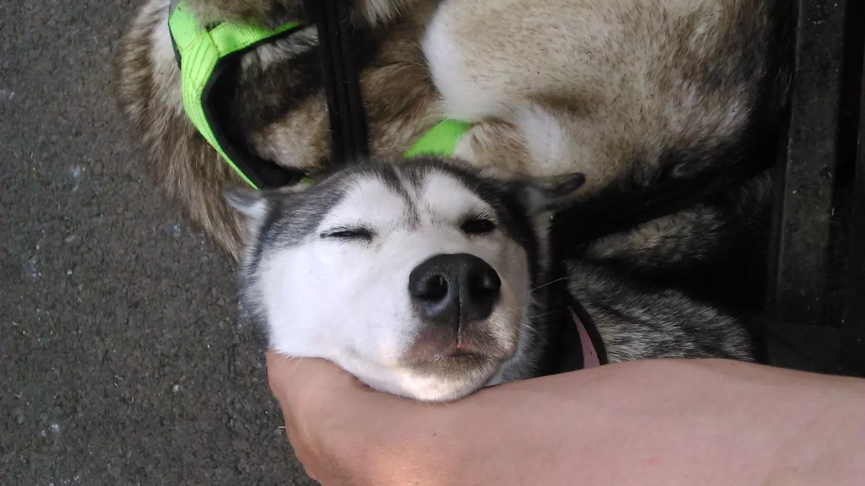 Un bărbat a fost salvat de cainele său husky