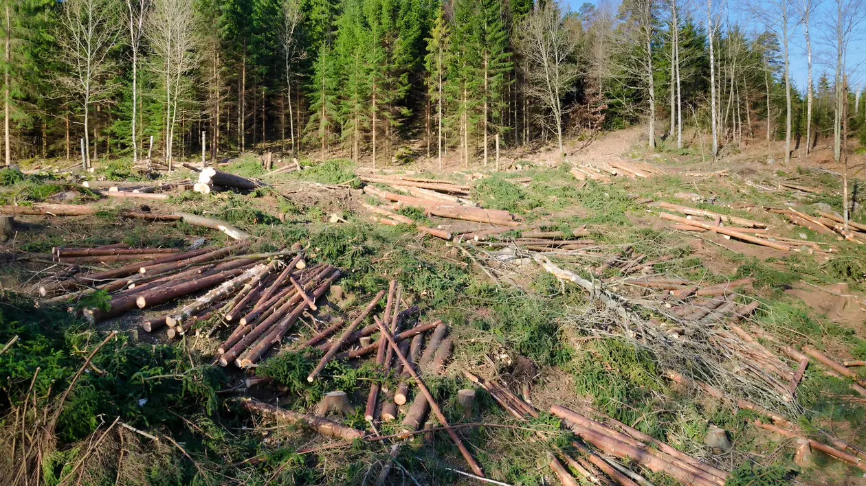 Agenţii SRI şi ofiţerii MApN ar putea fi implicaţi în lupta împotriva defrişărilor ILEGALE