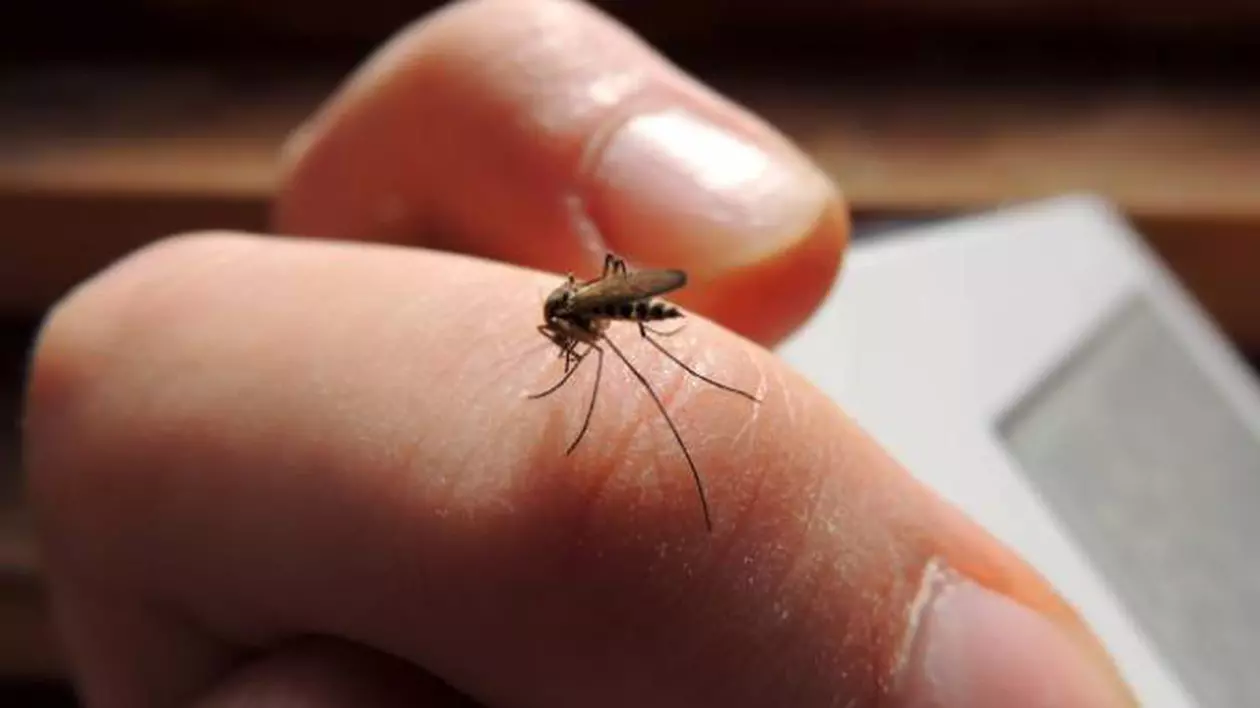 Stare de alertă în România! Țânțarul-tigru, purtător a zeci de boli tropicale, a ajuns pe teritoriul țării noastre