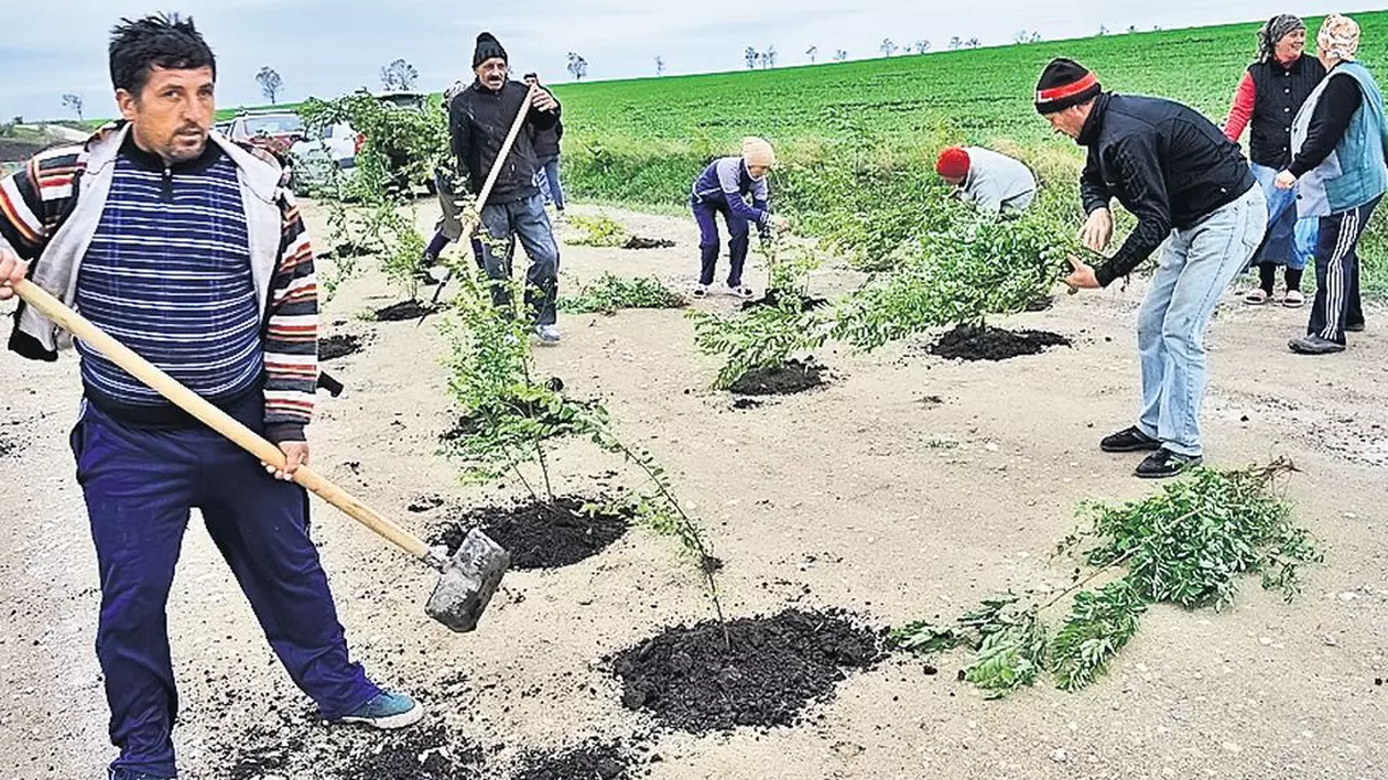 Au plantat o pădure în gropile şoselei! Protest bizar pornit chiar la iniţiativa unui primar