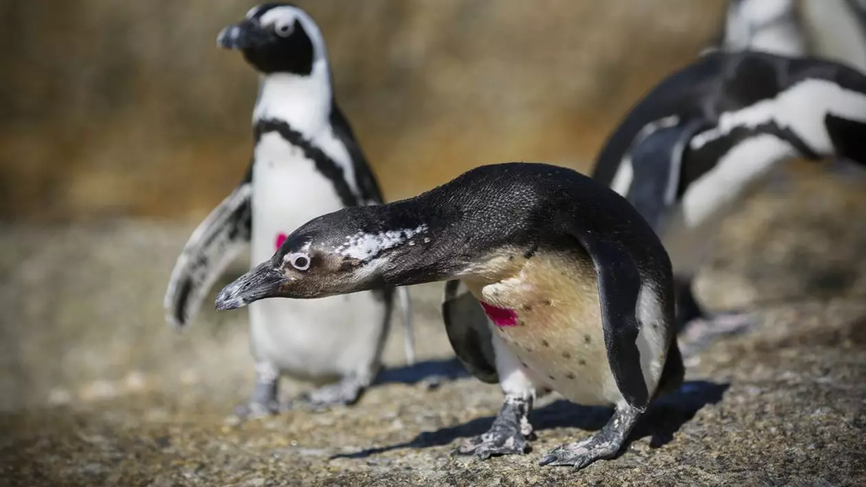 7 lucruri neștiute despre pinguini. Uite cum fac sex focile cu ei! | VIDEO