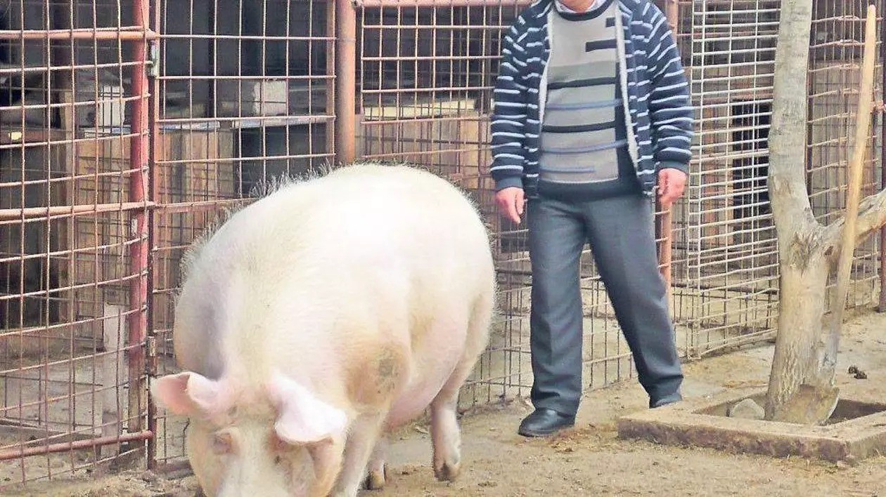 Un bărbat din Bârlad, băgat în spital de porc, în Ajunul Crăciunului | VIDEO
