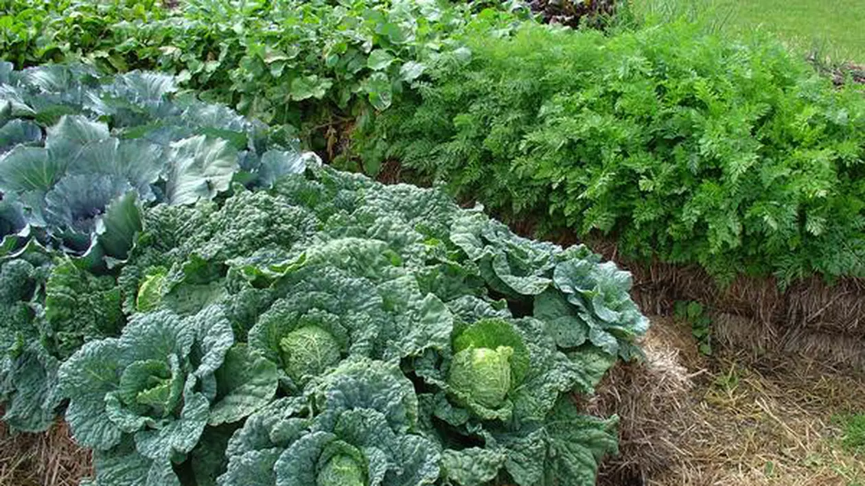 Ești pasionat de grădinărit? Cum poți cultiva legume într-o curte betonată