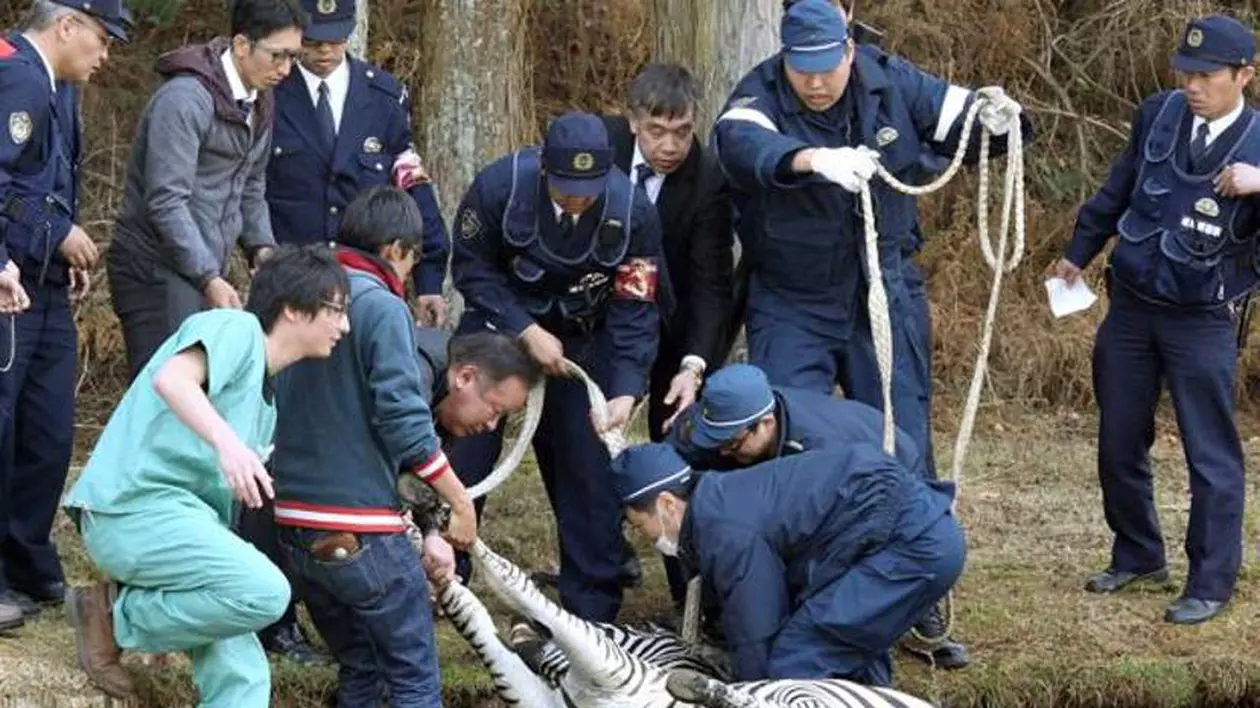 O zebră a pătruns pe un teren de golf! Continuarea a fost tragică