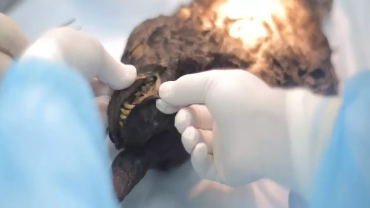 Au căutat de purici un câine înghețat acum 12.000 de ani|VIDEO