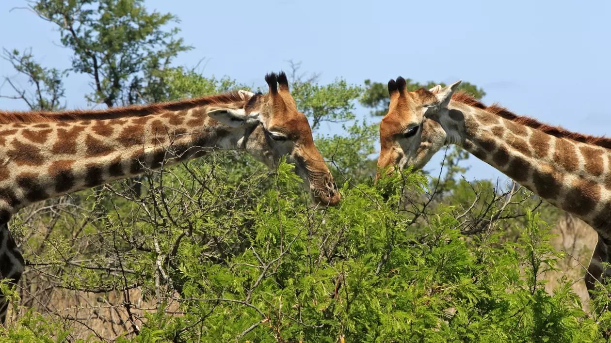 Cum reacționează un copil la ritualul de împerechere al unor girafe | VIDEO