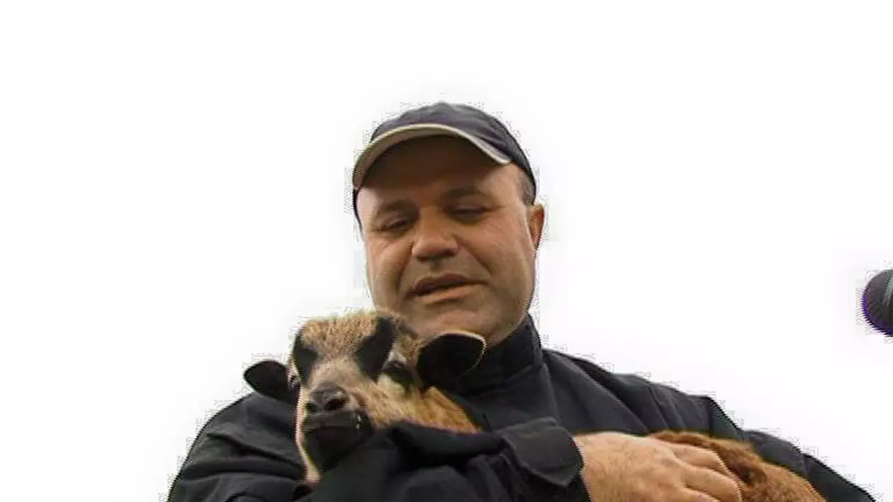 Globalizare MADE IN ROMANIA: Un iranian din Prahova crește porci vietnamezi și capre franceze