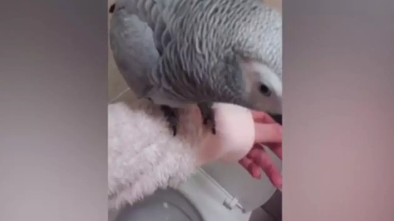 VIDEO / Dresat să facă treaba mare la toaletă