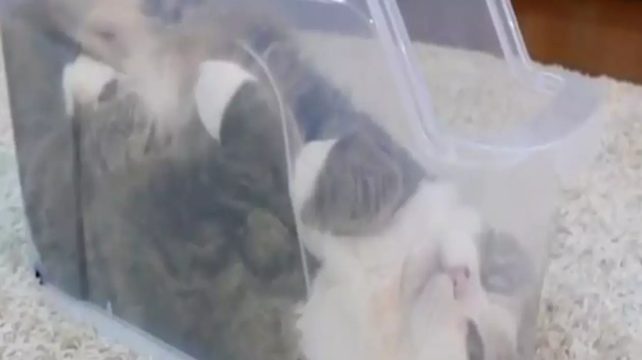 VIDEO / Ai mai văzut pisică în stare lichidă?