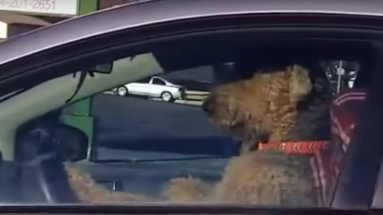 AI MAI VĂZUT CÂINE, LA VOLAN, CARE SĂ CLAXONEZE? / VIDEO