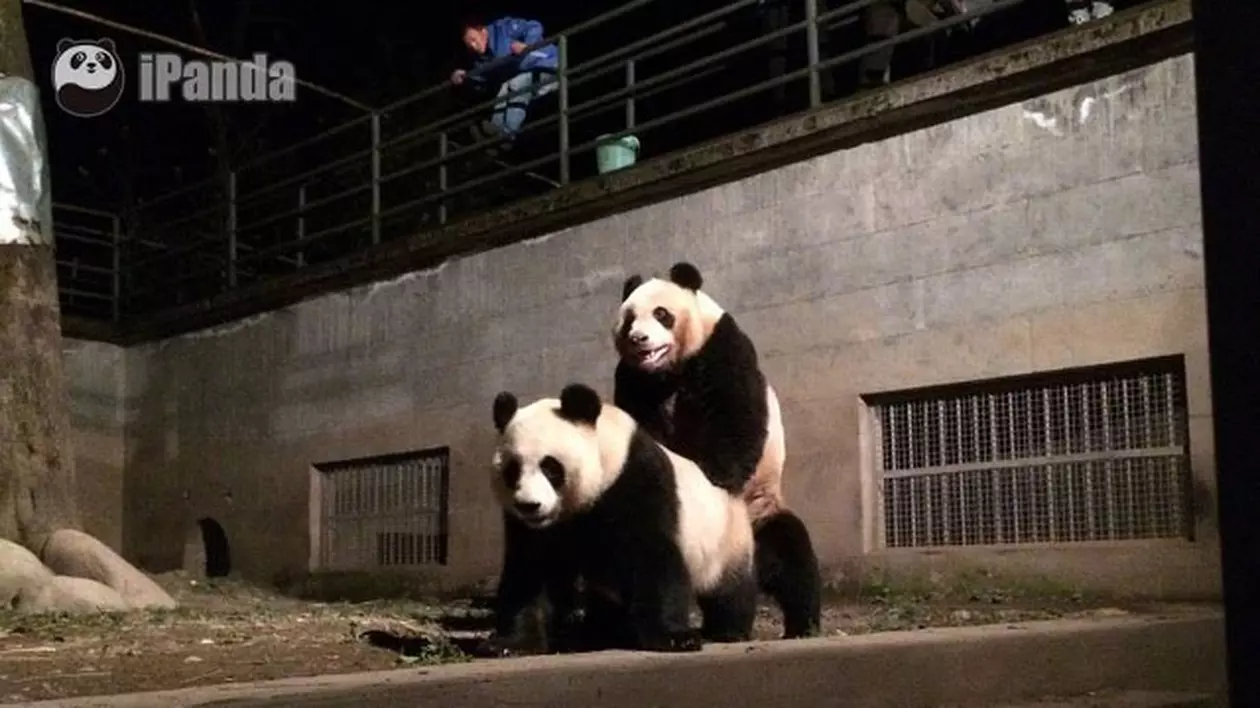 Harika panda kanal