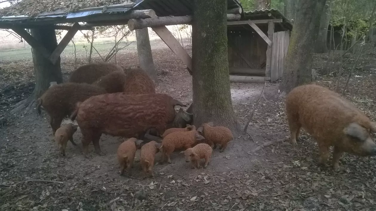 EXCLUSIV/Petre Daea: ”În mai puțin de 8 ani, vom avea destui porci Bazna și Mangalița. Vom mânca mai sănătos”