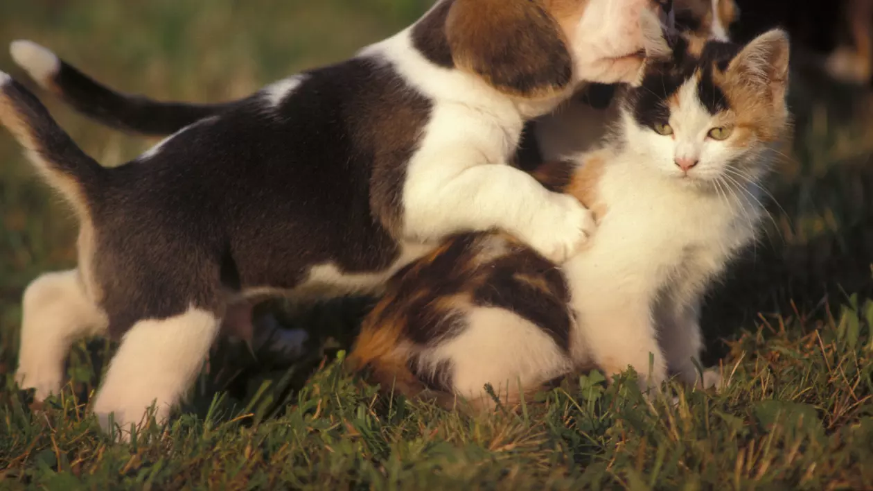 16 imagini care arată clar diferența dintre căței și pisici