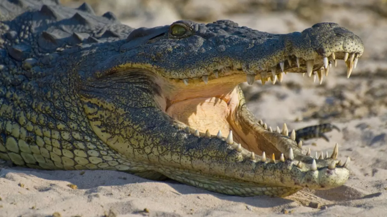 Un american a fost atacat de un aligator pe o stradă inundată în urma uraganului Ida