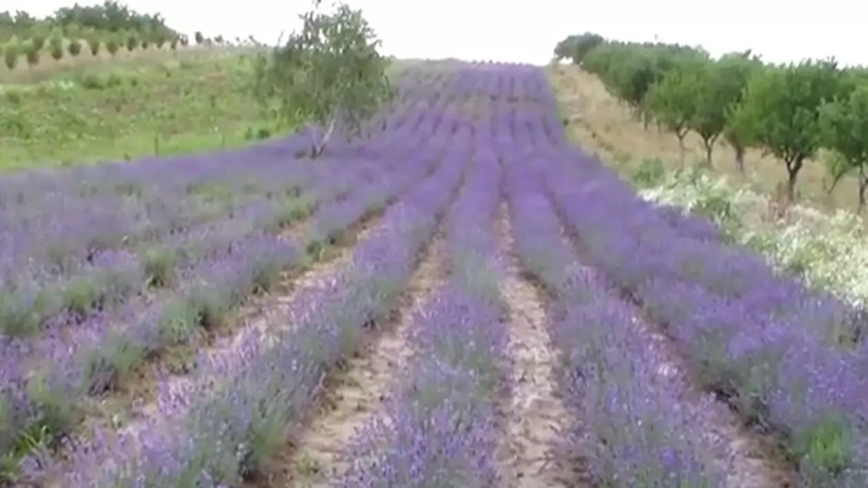 Mireasma “aurului mov” își croiește loc pe dealurile din Satu Mare și transformă zona într-o Provence de România