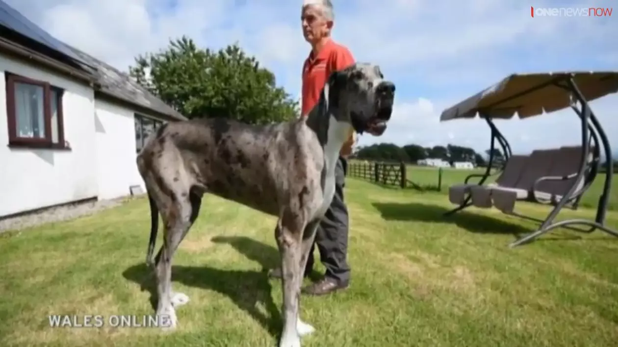 Este cel mai mare cățel din lume, dar se sperie și de propria umbră! VIDEO