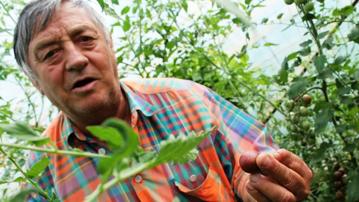 Un arădean cultivă 40 de soiuri de roşii de pe toate continentele | GALERIE FOTO