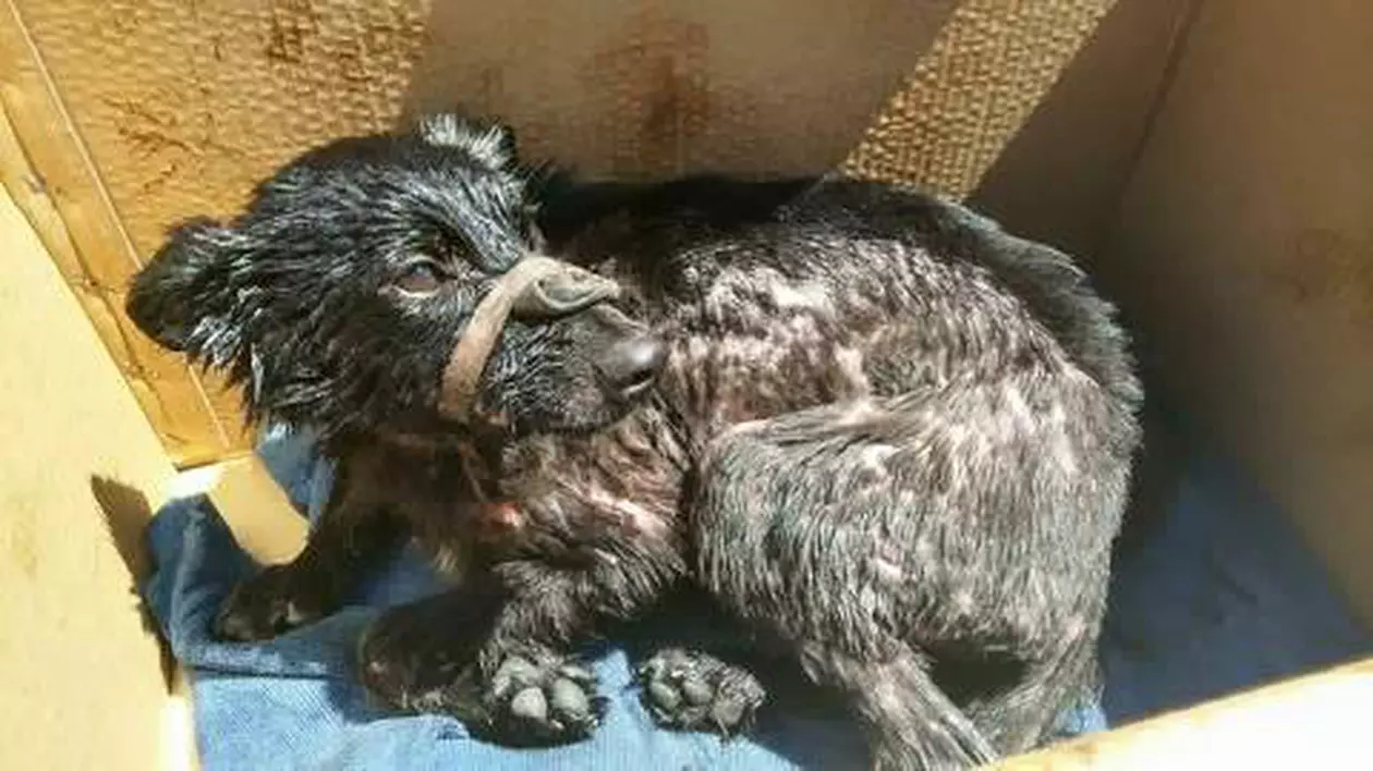 FOTO | Cutremurător! Un cățel a fost salvat dintr-o groapă plină cu smoală