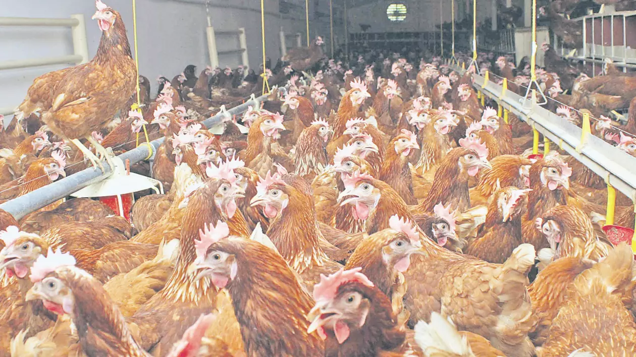 20.000 de găini au murit asfixiate la o fermă din Alba. Ce au făcut angajaţii cu ele