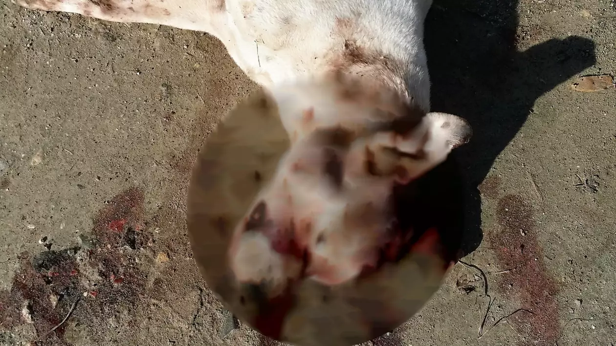 Un câine a fost omorât cu toporul. Scene de cruzime în județul Constanța