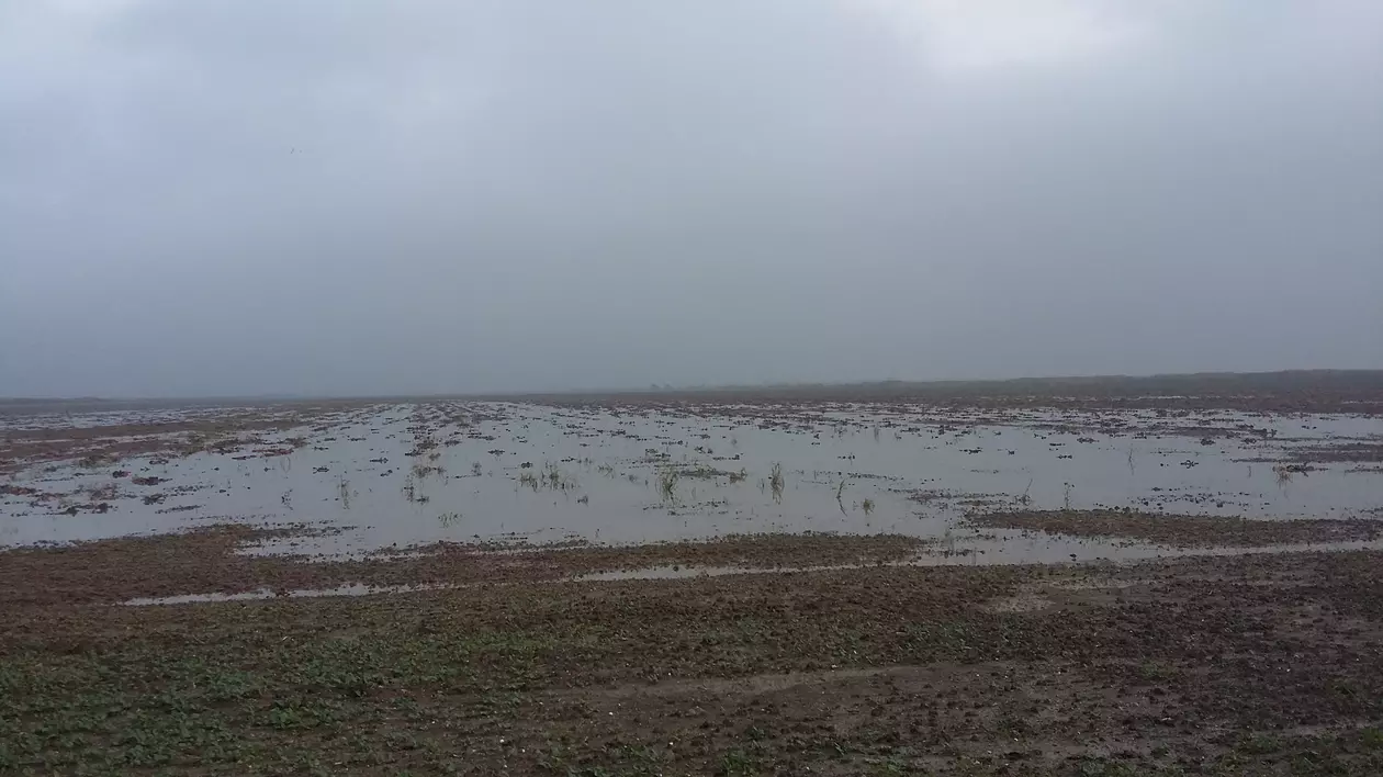 Recoltă distrusă de ploi. Natura a făcut pagube de milioane de euro în județul Galați