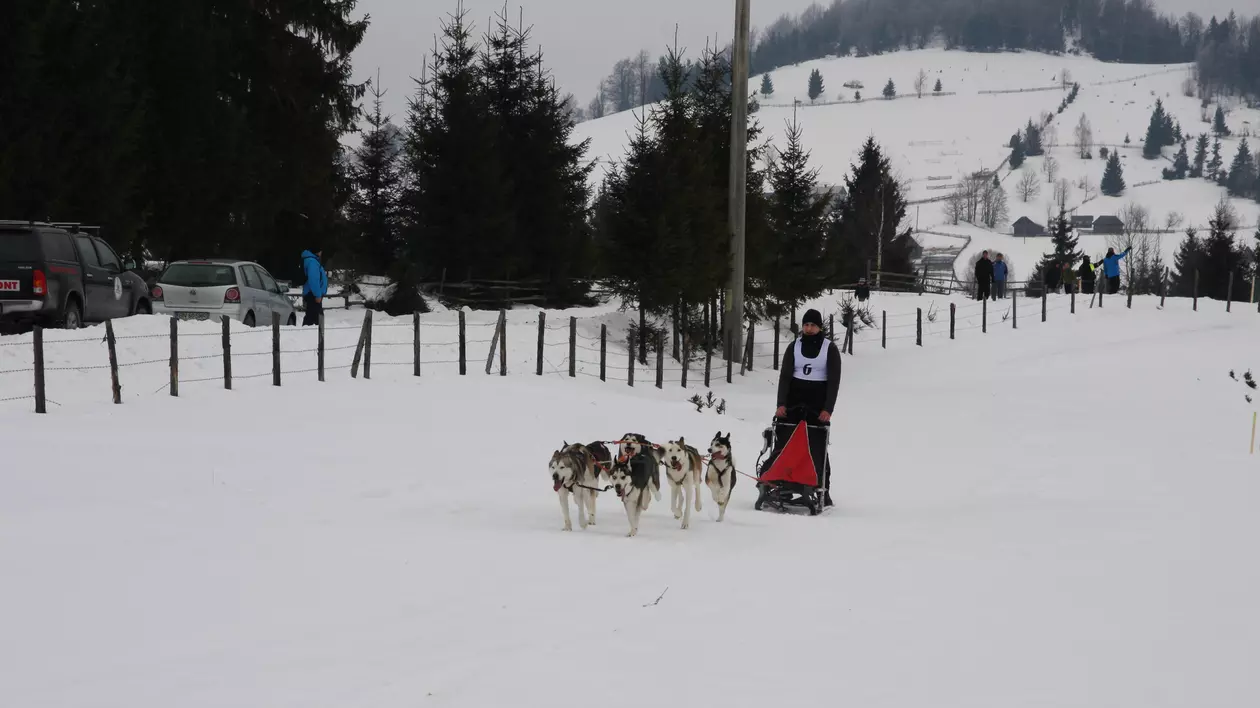 Concurs inedit de câini nordici în Pasul Tihuța GALERIE FOTO