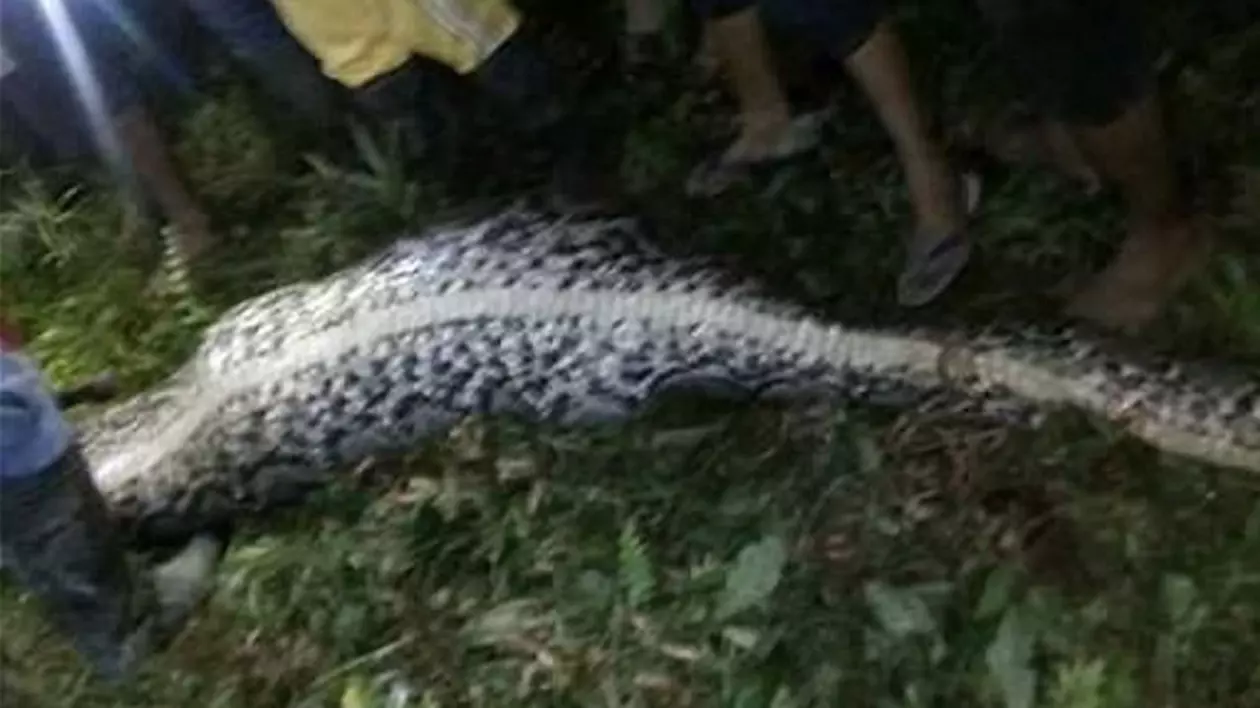 Tânăr de 25 de ani înghițit de un piton. Cum l-au descoperit | VIDEO