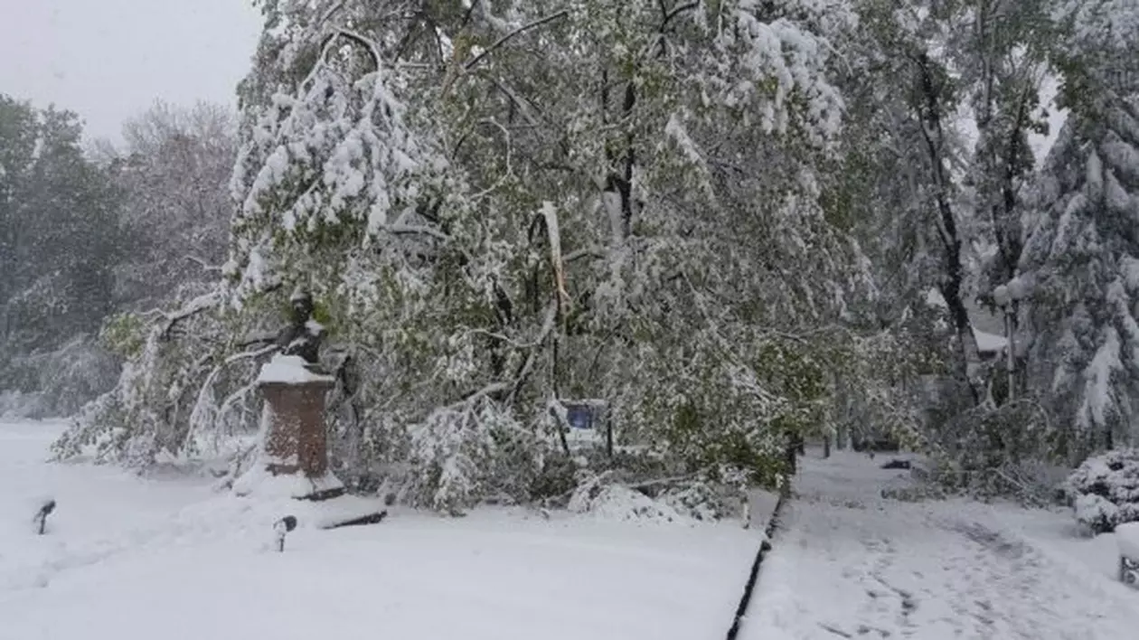 Teiul lui Eminescu din Parcul Copou a fost distrus de ninsoare. Viscolul a făcut ravagii în Iași