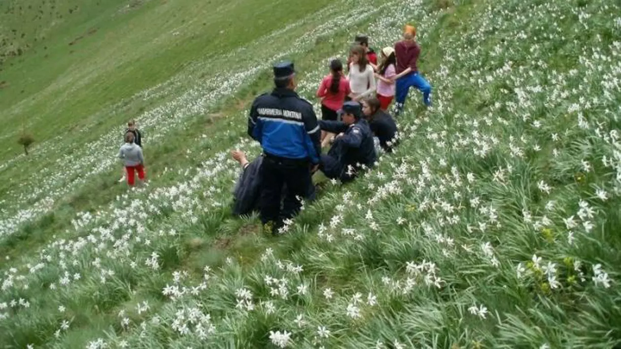 Poiana cu narcise din Bistrița-Năsăud, asaltată de turiști. Sute de oameni vin să admire minunea din Munții Rodnei