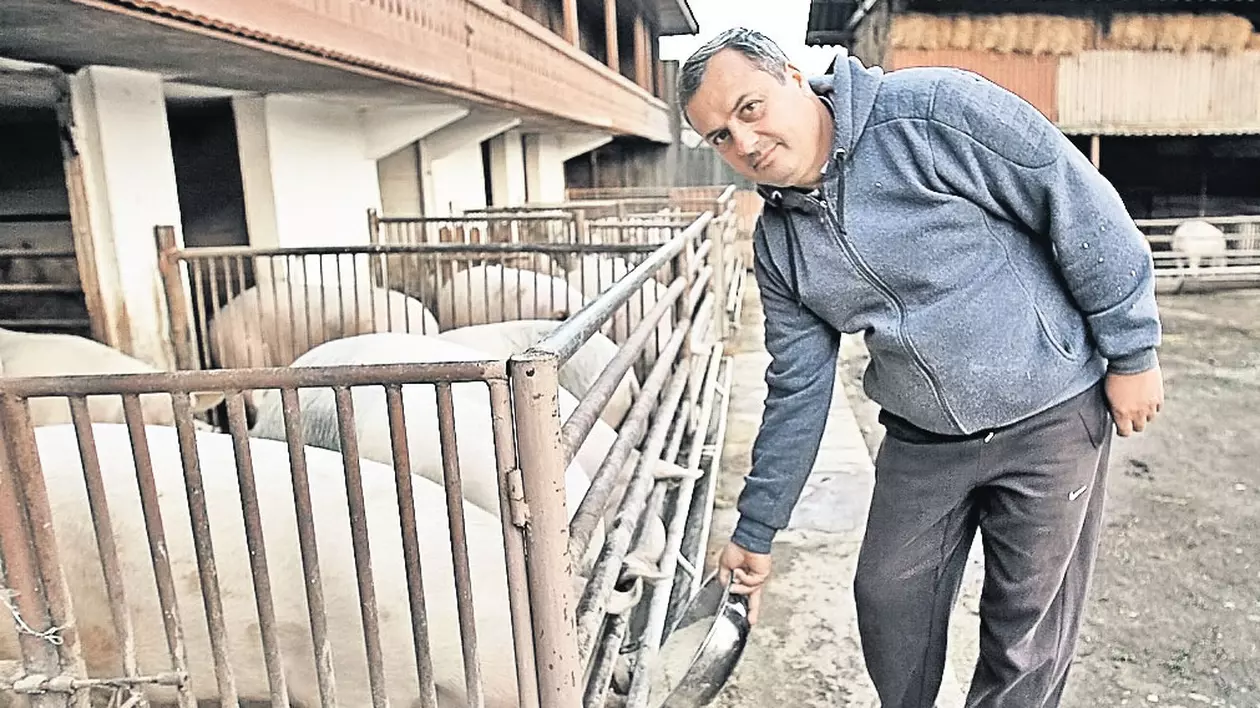 O nouă subvenție de 86 de milioane de euro va salva fermele de porci, dar: ”Carnea nu se va ieftini!”