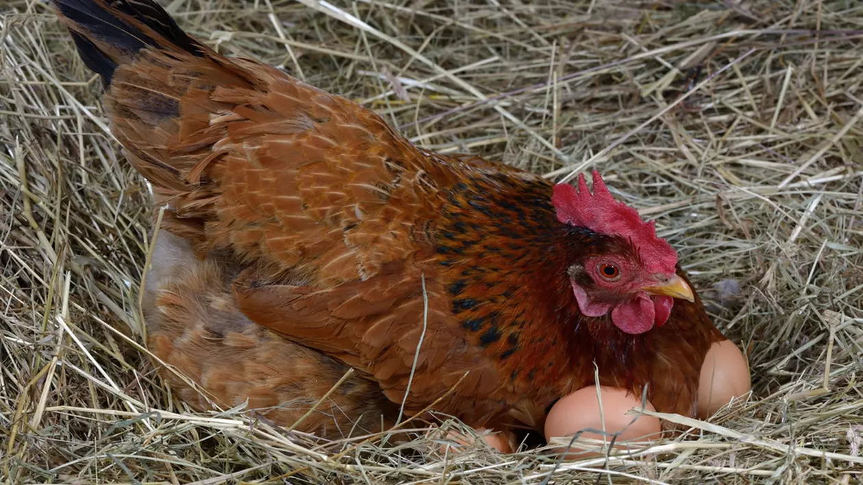 A crezut că o găină a devenit cloșcă, dar după ce i-a controlat ouăle a descoperit ceva senzațional