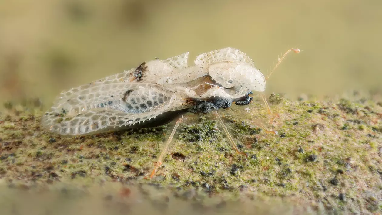 Tigrul platanului - ce este și cum ne apărăm de înțepăturile insectei