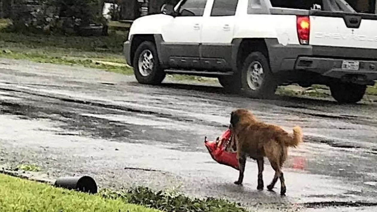 Fotografia cu un cățel la scurt timp după uraganul Harvey a devenit virală. De ce e considerat erou