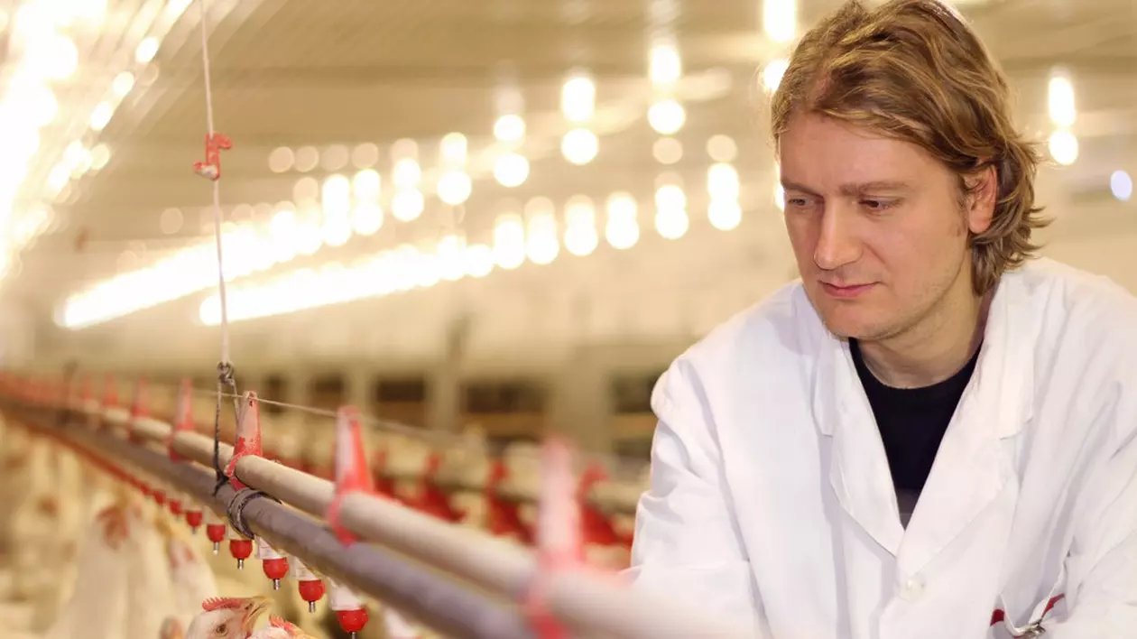 Ce spune legea despre hormonii și antibioticele din carnea comercializată în România