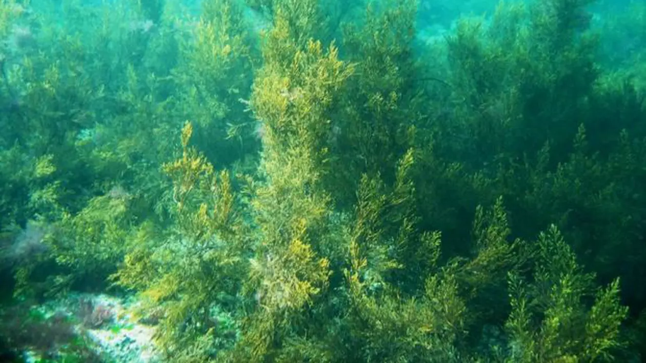 Alge toxice în Marea Neagră
