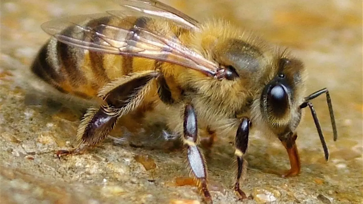 O femeie din Iași a înghițit o albină care a înțepat-o în cerul gurii