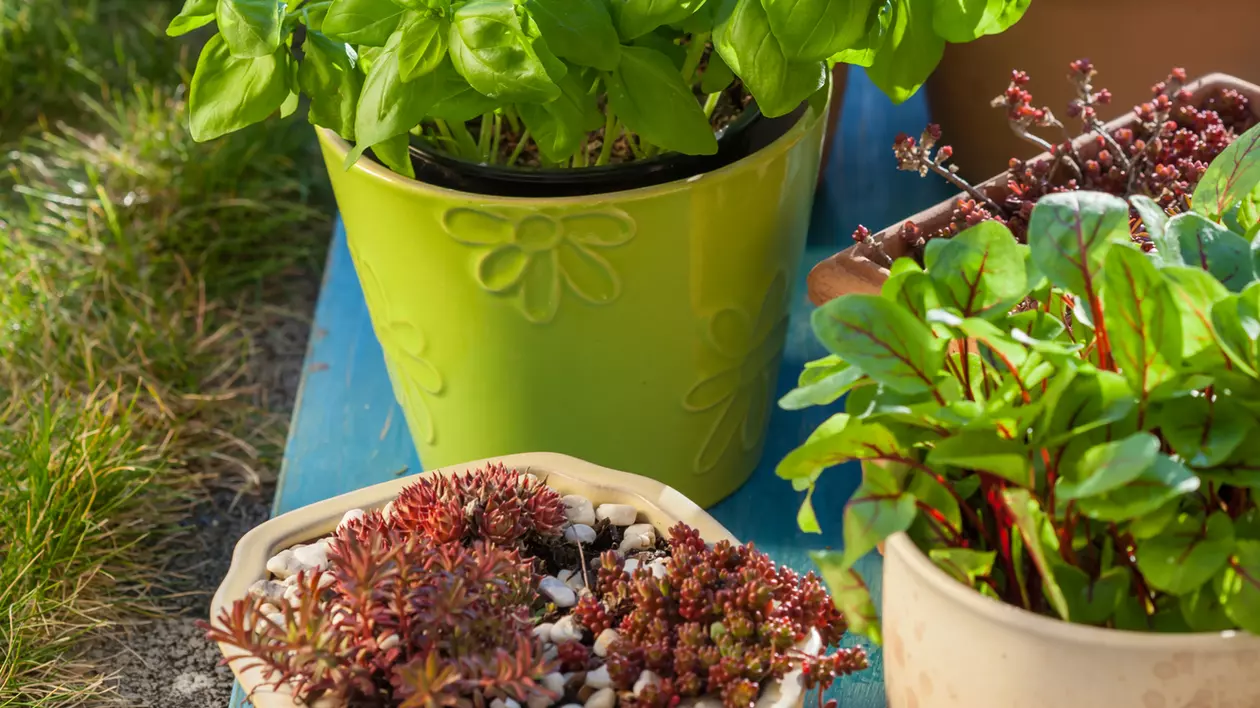 ghivece cu plante aromatice care alungă insectele